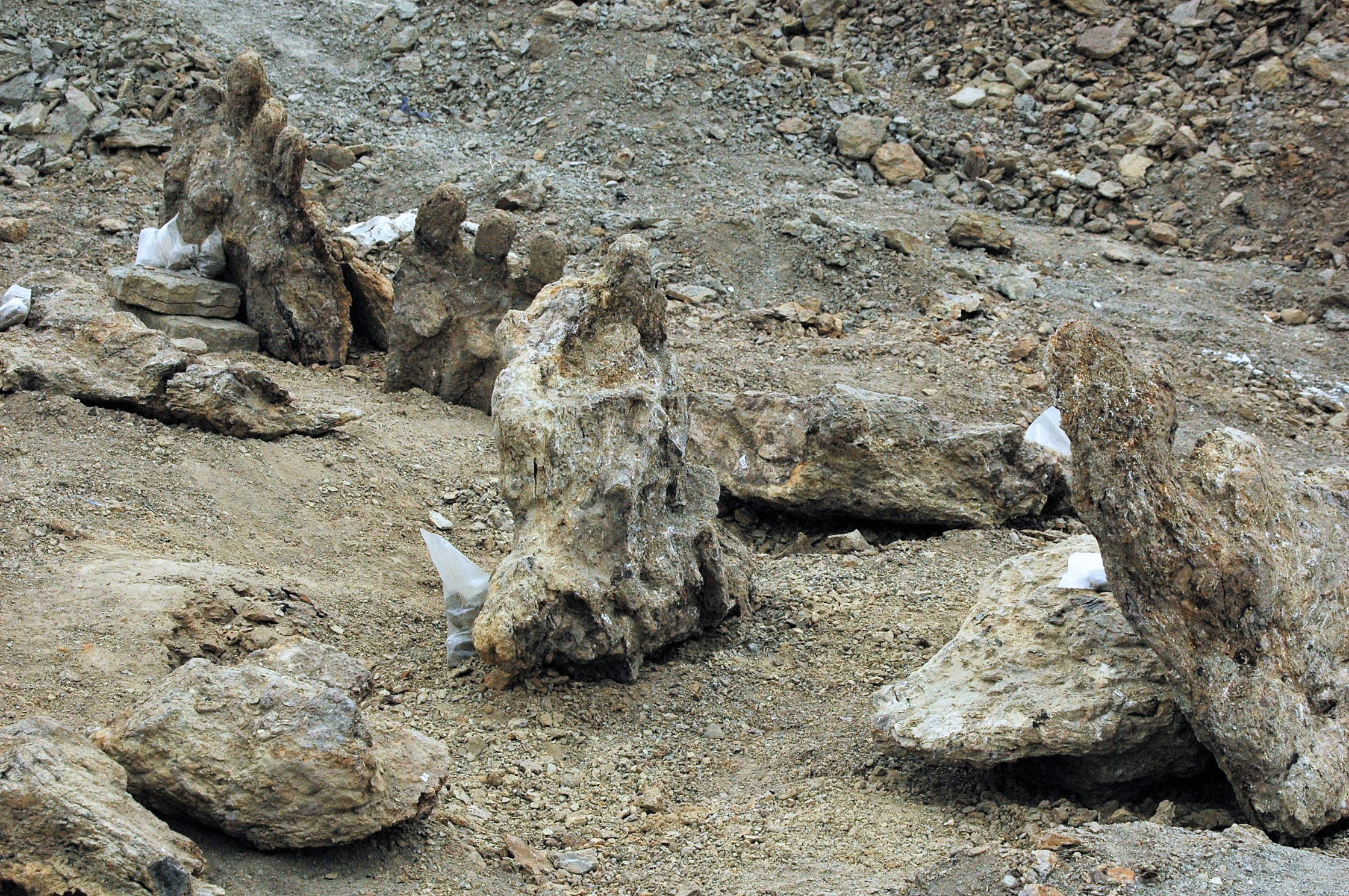 Jurassic dig site Camarasaurus bone